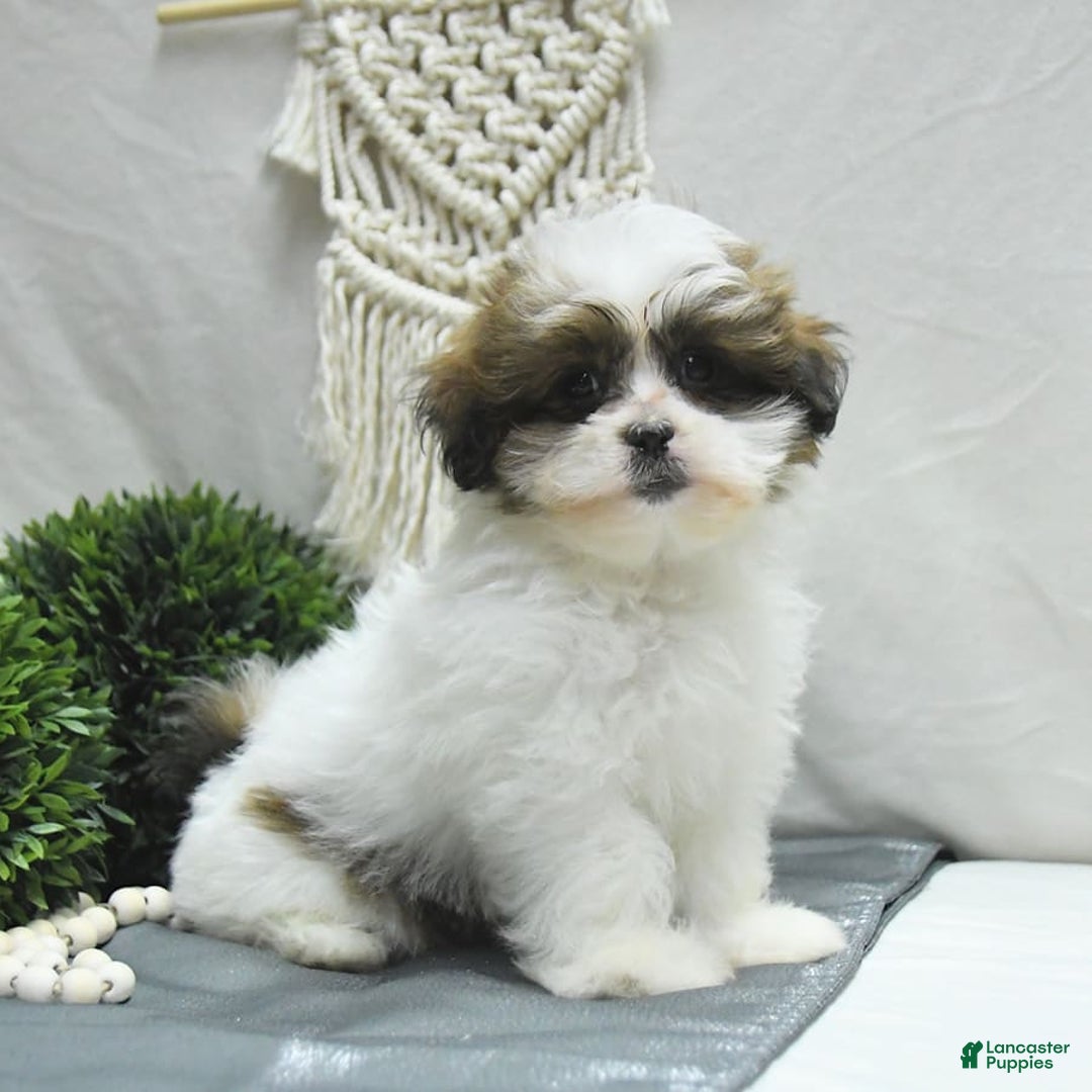 Shihpoo dogs for sale: Moose - Image 8