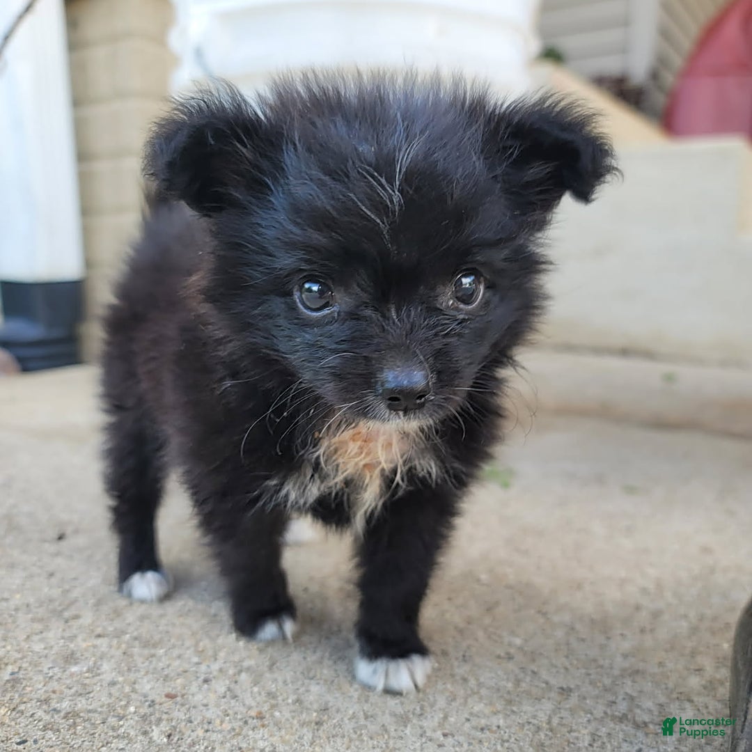 Pomeranian dogs for sale: Oreo - Image 5