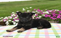 German Shepherd dogs for sale: Felix - Image 3