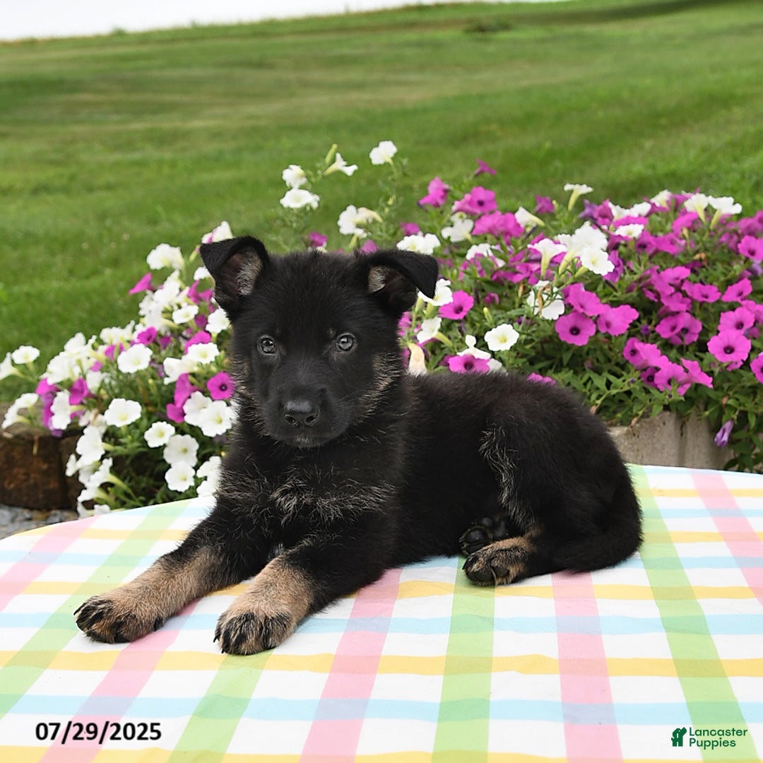 German Shepherd dogs for sale: Felix - Image 3