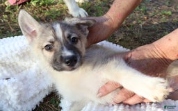 Gerberian Shepsky dogs for sale: Buddy - Image 6