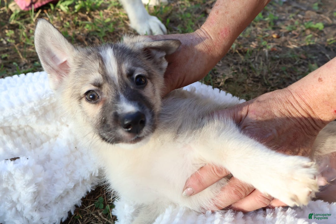 Gerberian Shepsky dogs for sale: Buddy - Image 6