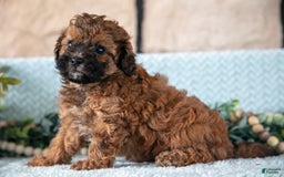 Shihpoo dogs for sale: Leo - Image 4