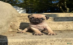 Pug dogs for sale: Bruno - Image 4