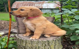 Golden Retriever dogs for sale: Sadie - Image 4