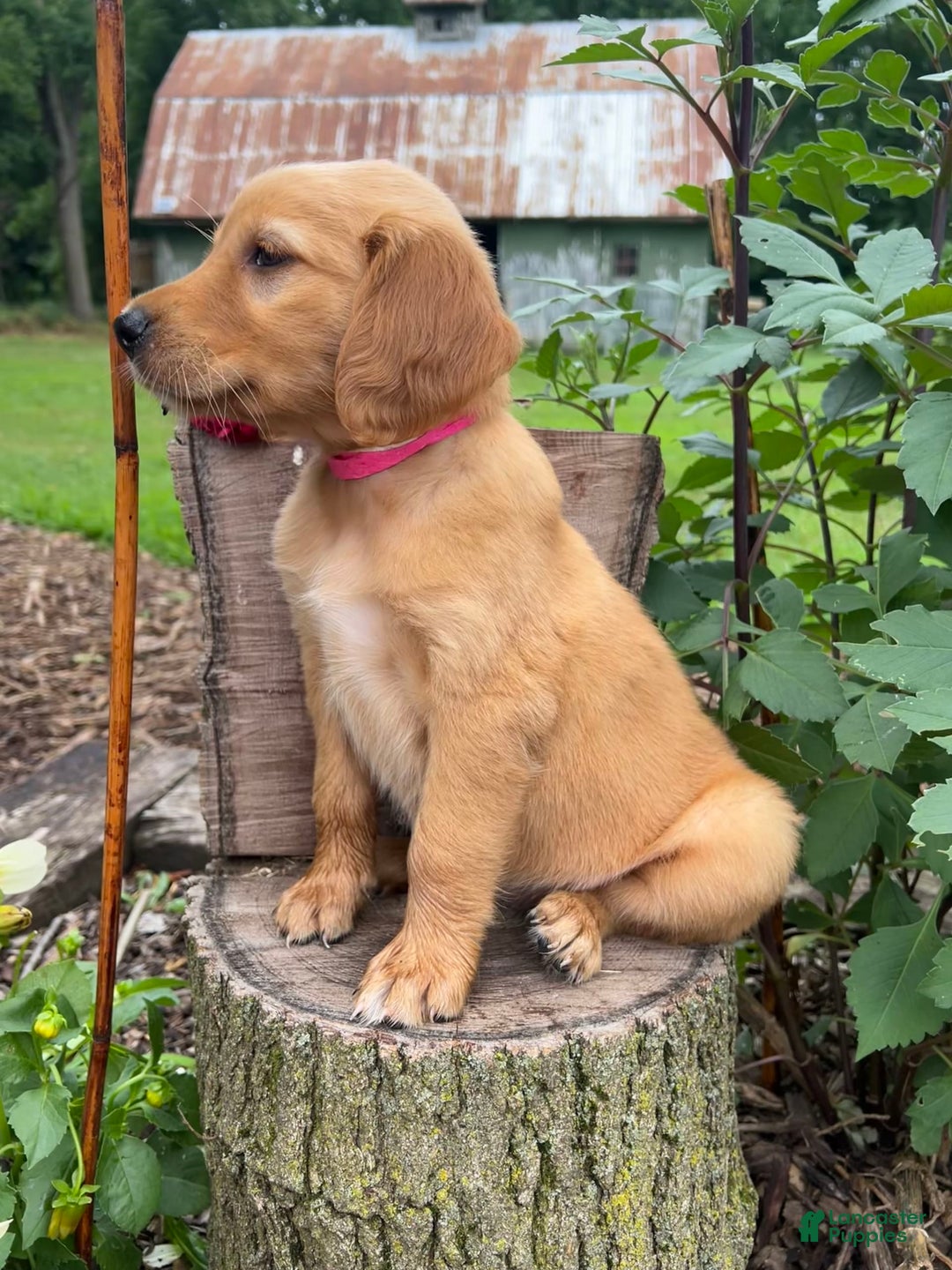 Golden Retriever dogs for sale: Sadie - Image 4