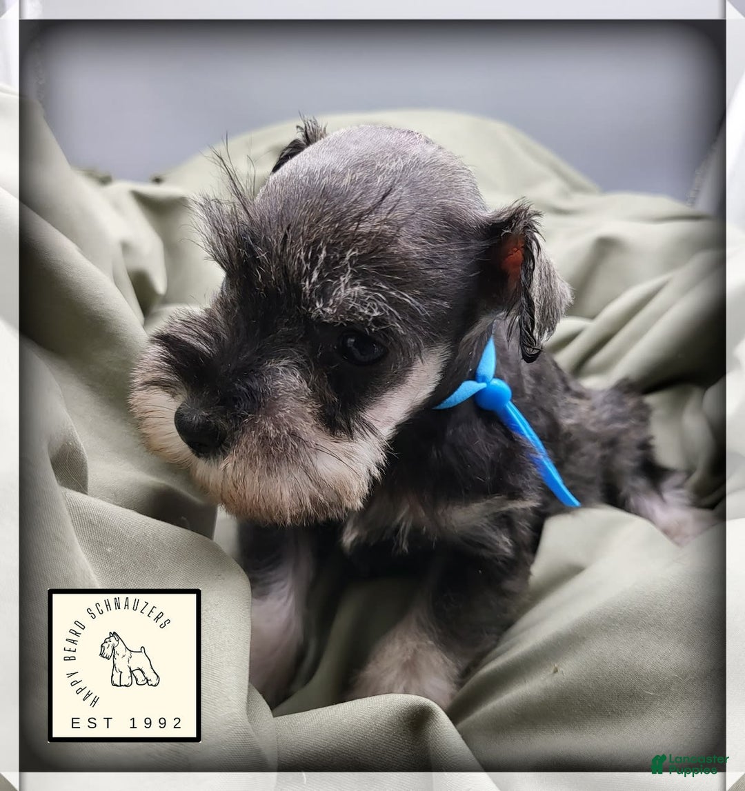 Miniature Schnauzer dogs for sale: Basil - Image 4