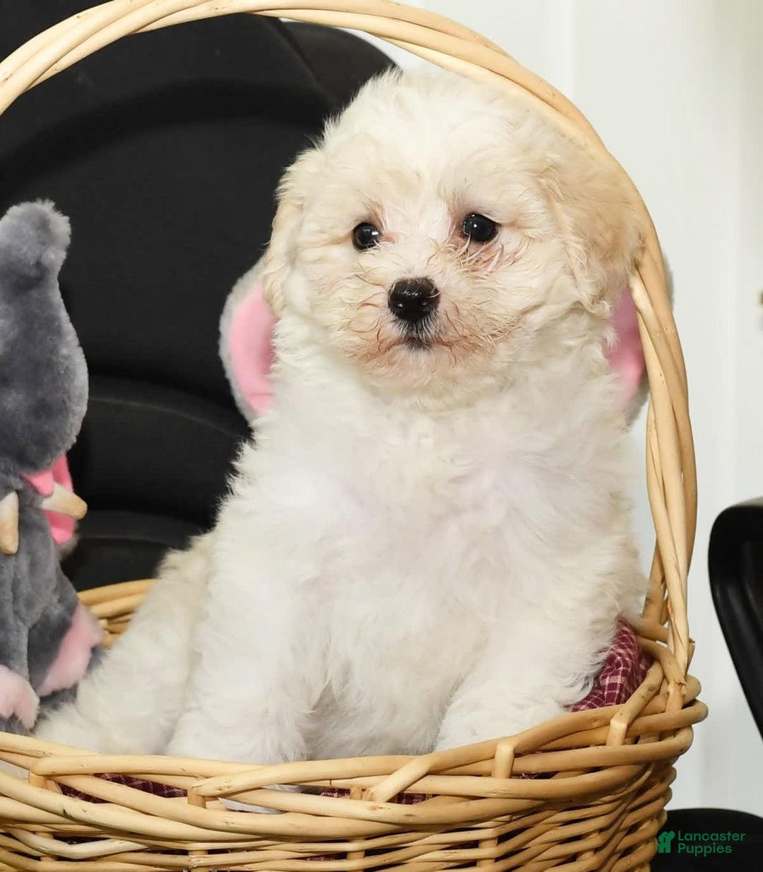 Shihpoo dogs for sale: Bubbles - Image 3