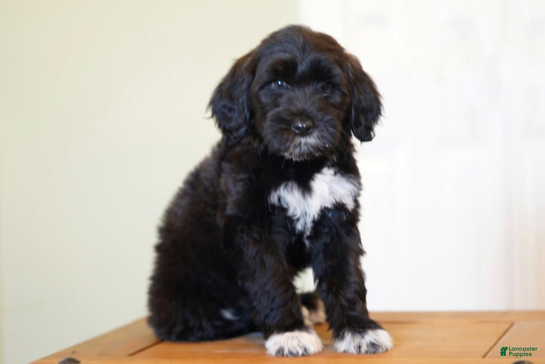Portuguese Water Dog dogs for sale: Boots - Image 16