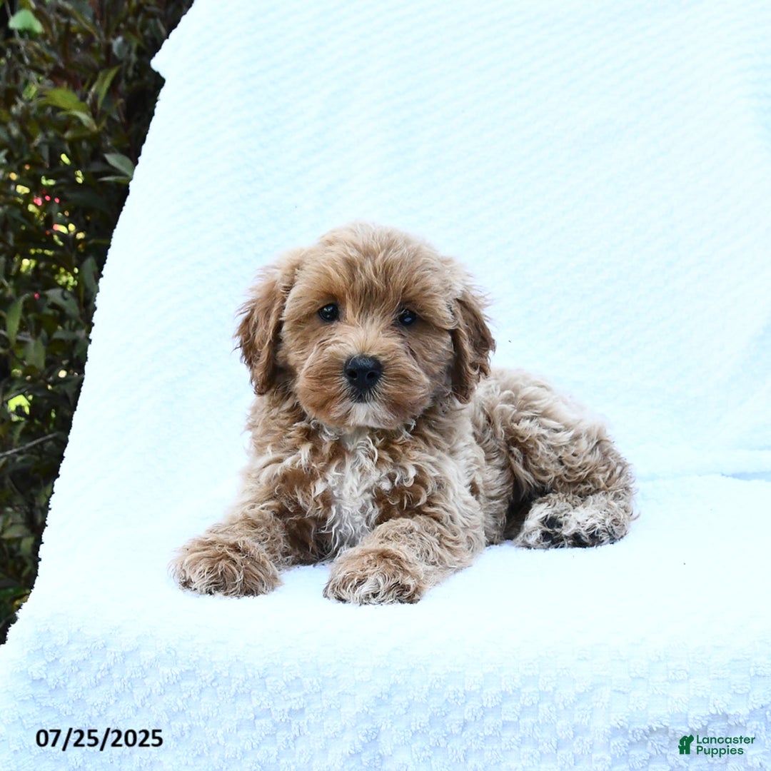 Cockapoo dogs for sale: Cockapoo 8 puppies - Image 10