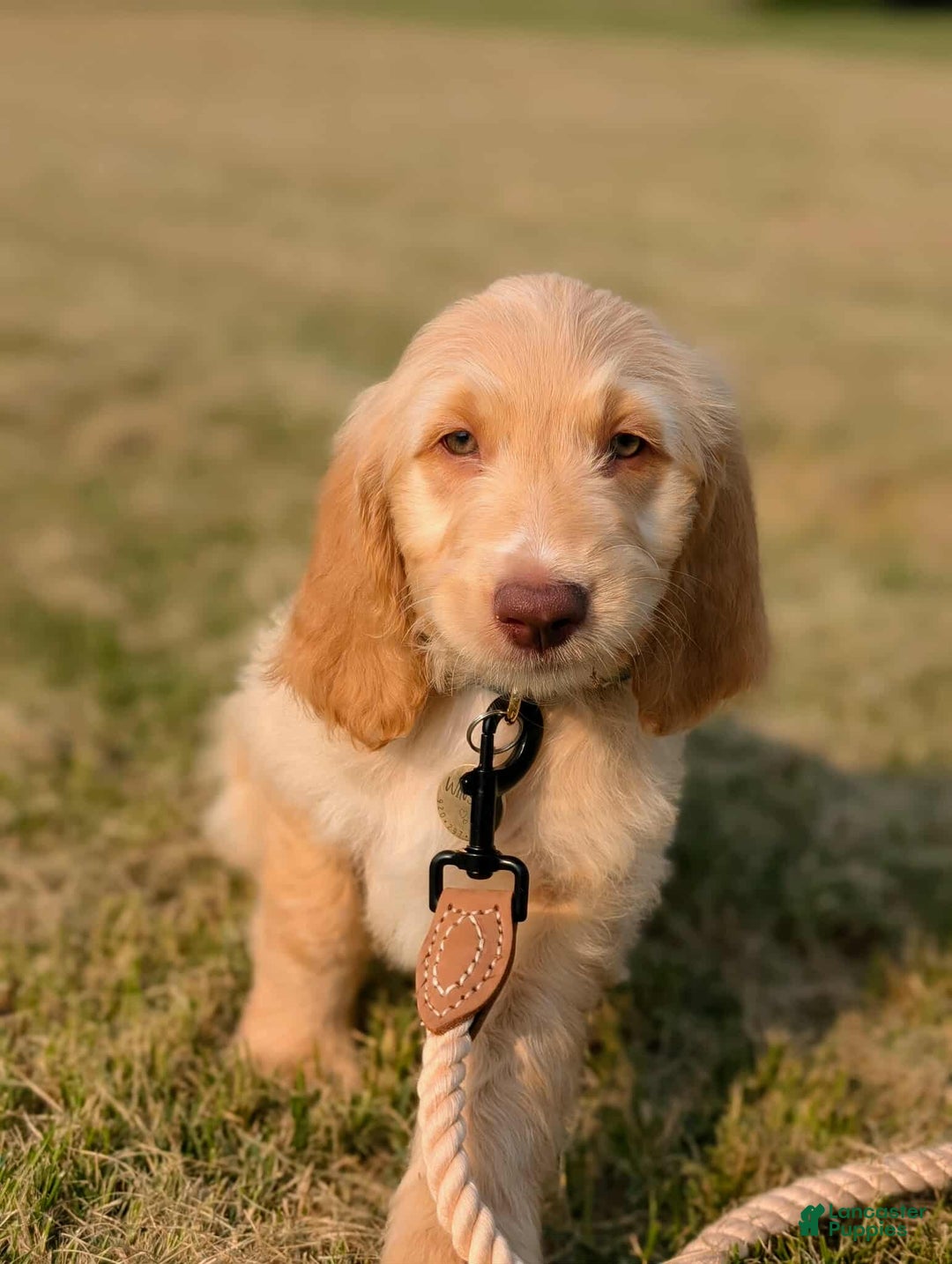 Goldendoodle dogs for sale: Winston - Image 5