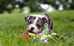 Beabull dogs for sale: Oreo - Image 8