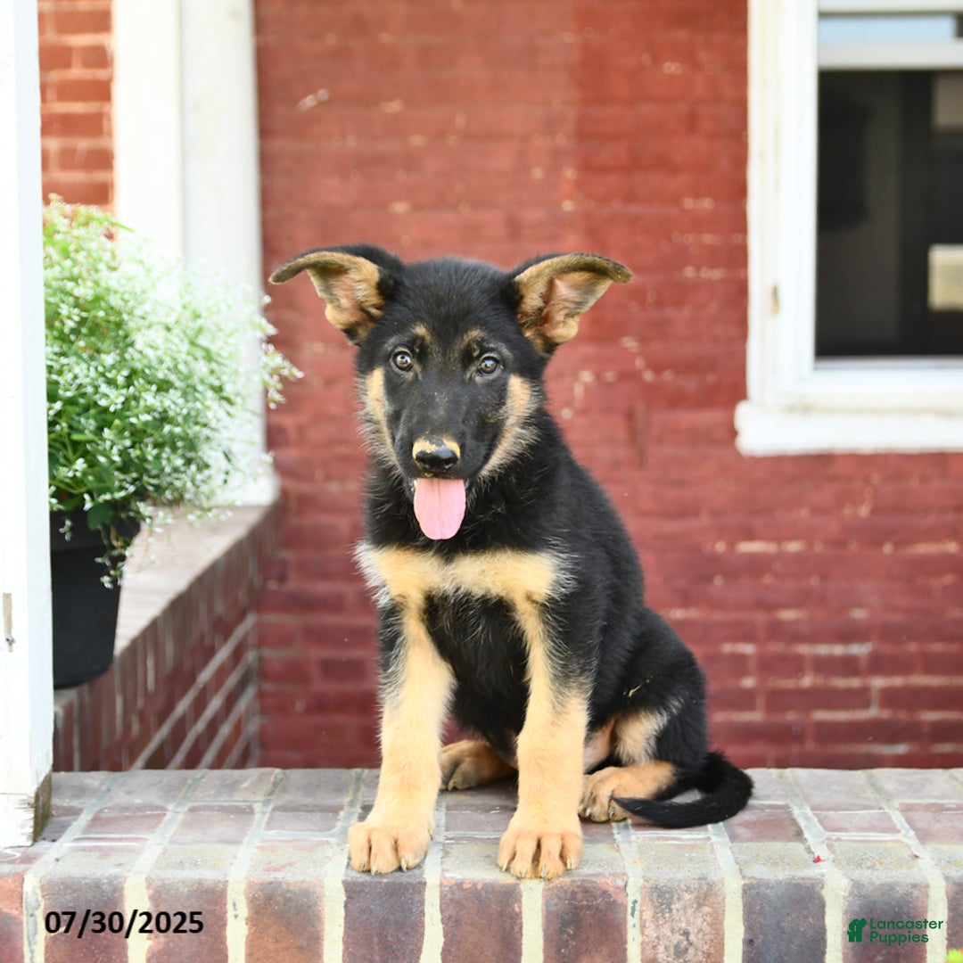 German Shepherd dogs for sale: Max - Image 1