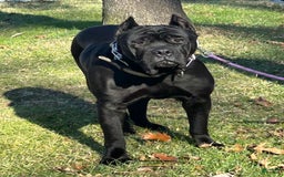 Cane Corso dogs for sale: Bella - Image 7
