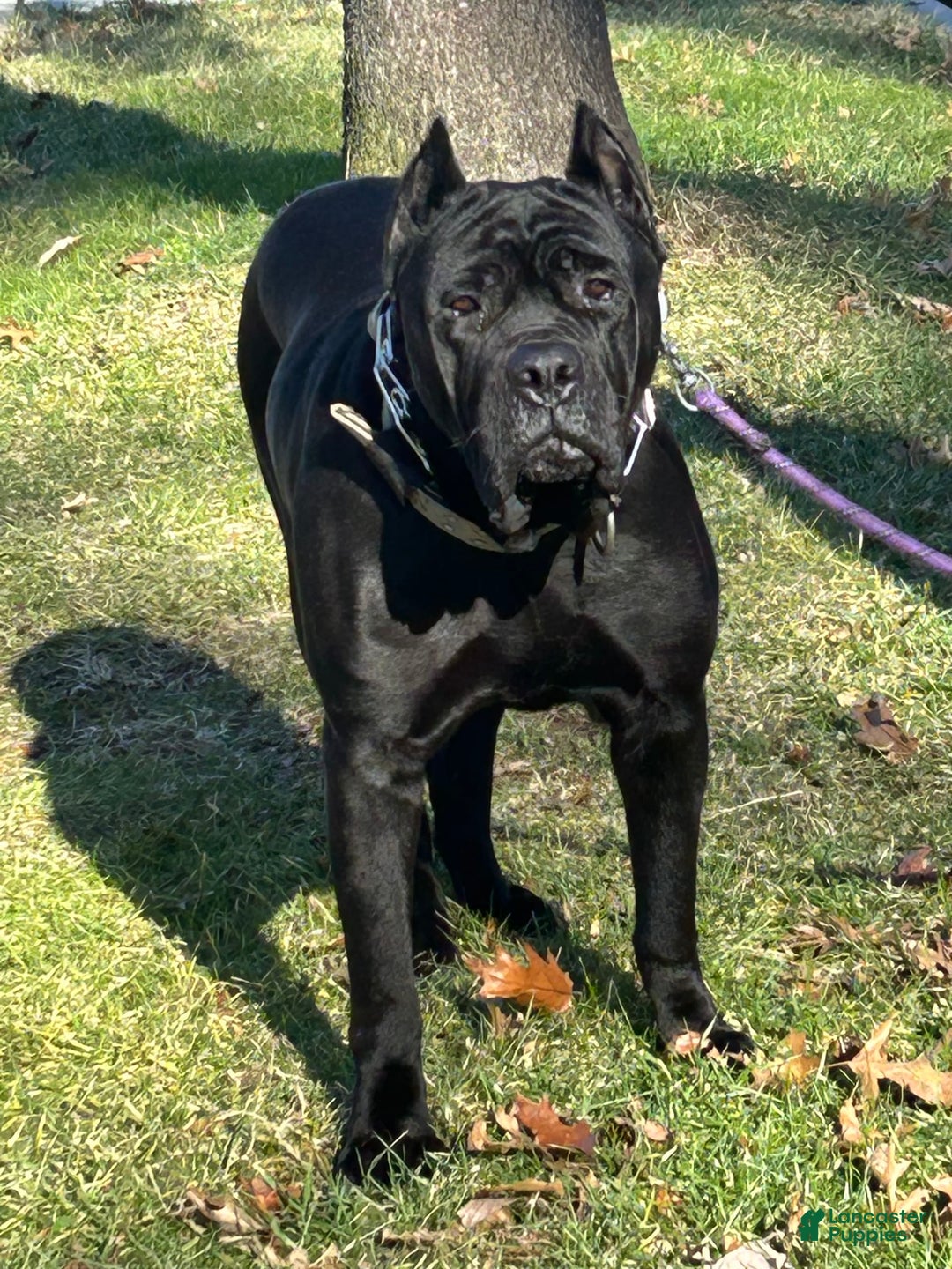 Cane Corso dogs for sale: Bella - Image 7