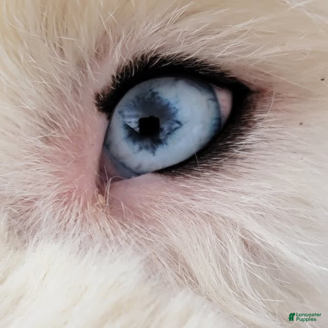 Old English Sheepdog dogs for sale: Potato - Image 4