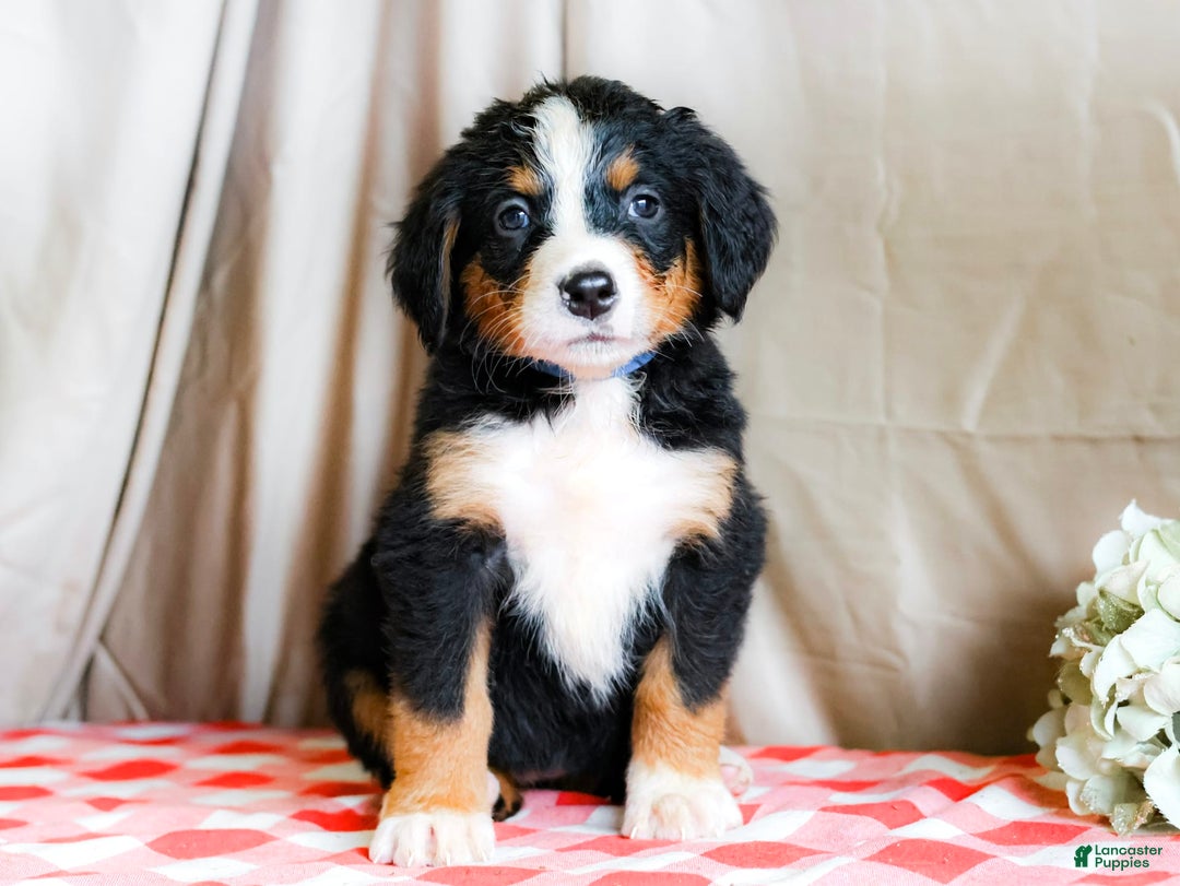 Bernese Mountain Dog dogs for sale: Layla - Image 1