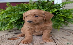 Goldendoodle dogs for sale: Reed - Image 15