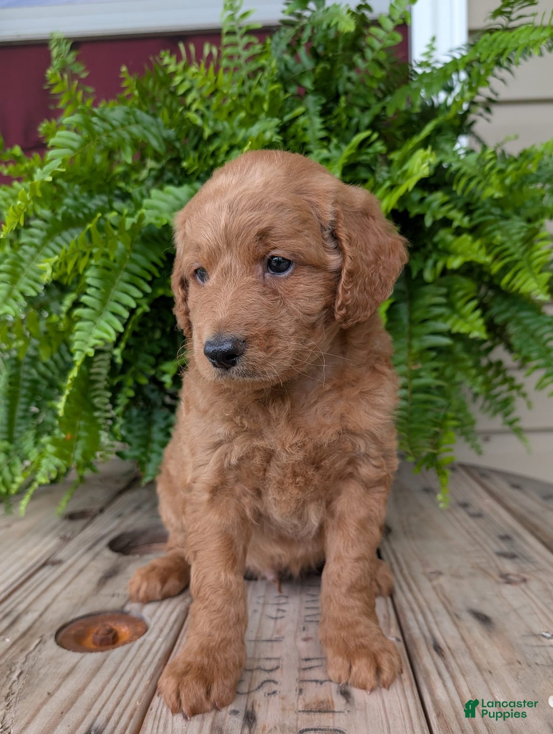 Goldendoodle dogs for sale: Reed - Image 15