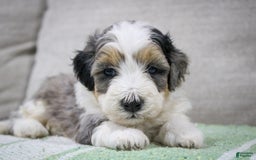 Mini Bernedoodle dogs for sale: Luke - Image 36