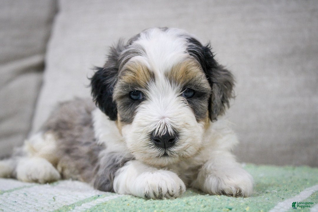 Mini Bernedoodle dogs for sale: Luke - Image 36