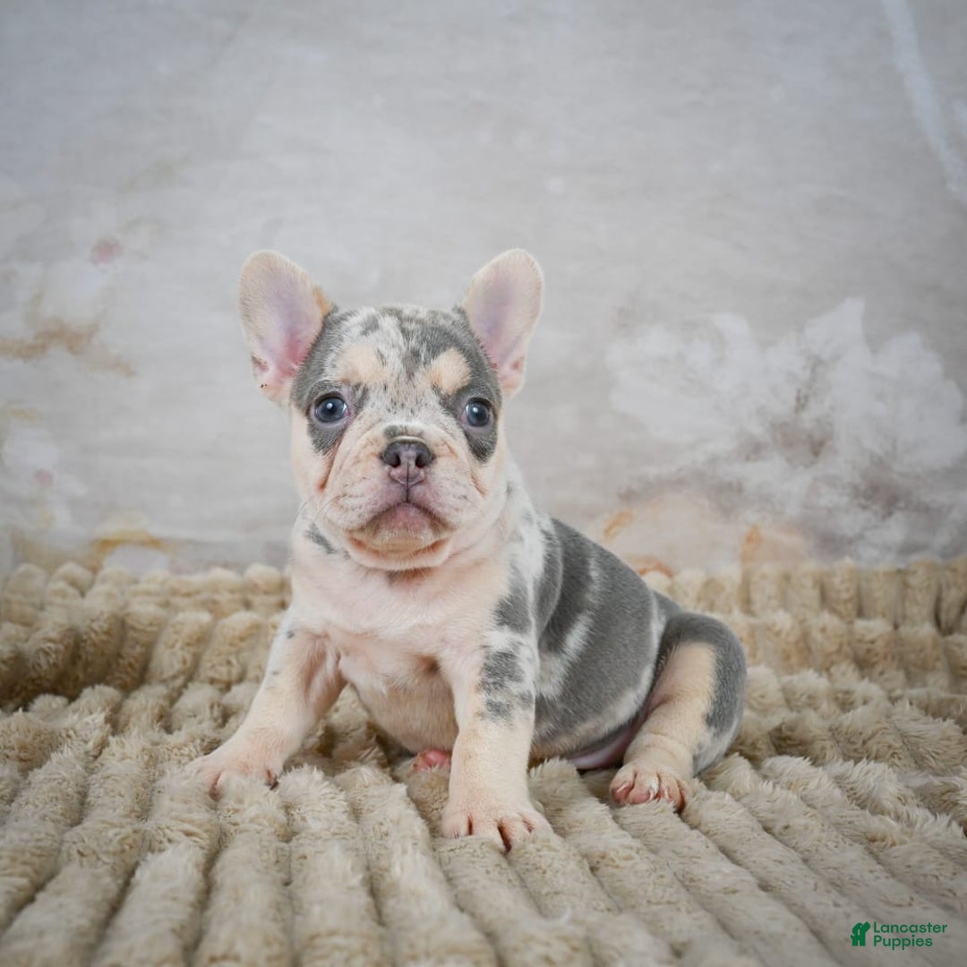 French Bulldog dogs for sale: Remi - Image 7