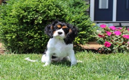Cavalier King Charles Spaniel dogs for sale: Toby - Image 28