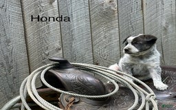 Australian Cattle Dog dogs for sale: Honda - Image 1