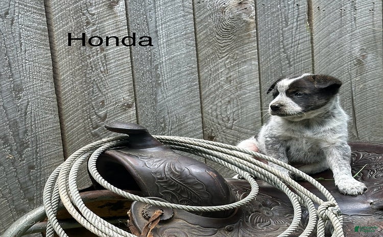 Australian Cattle Dog dogs for sale - Ad 2