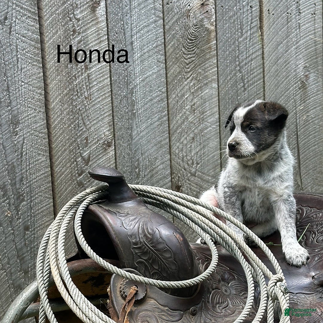 Australian Cattle Dog dogs for sale: Honda - Image 1