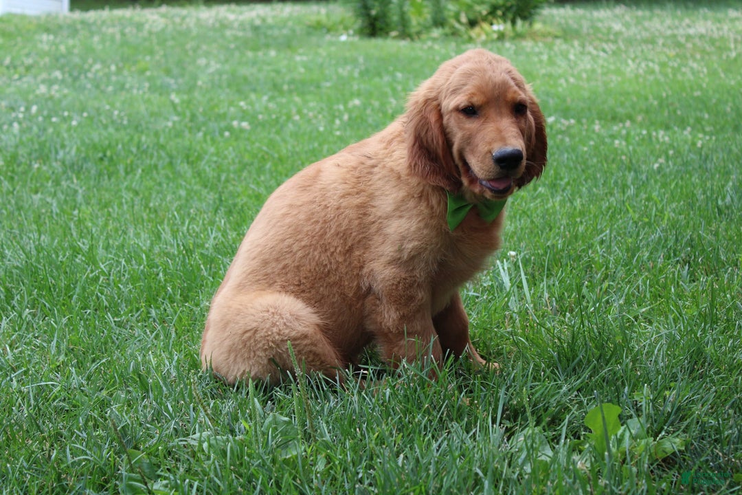 Golden Retriever dogs for sale: Gunther - Image 7