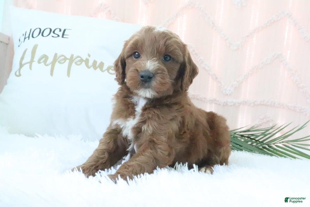 Goldendoodle dogs for sale: Nolan - Image 6