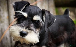 Miniature Schnauzer dogs for sale: Cinderella - Image 11
