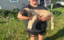 English Mastiff dogs for sale: Pinky - Image 9