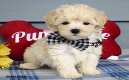 Maltipoo dogs for sale: Marly - Image 2