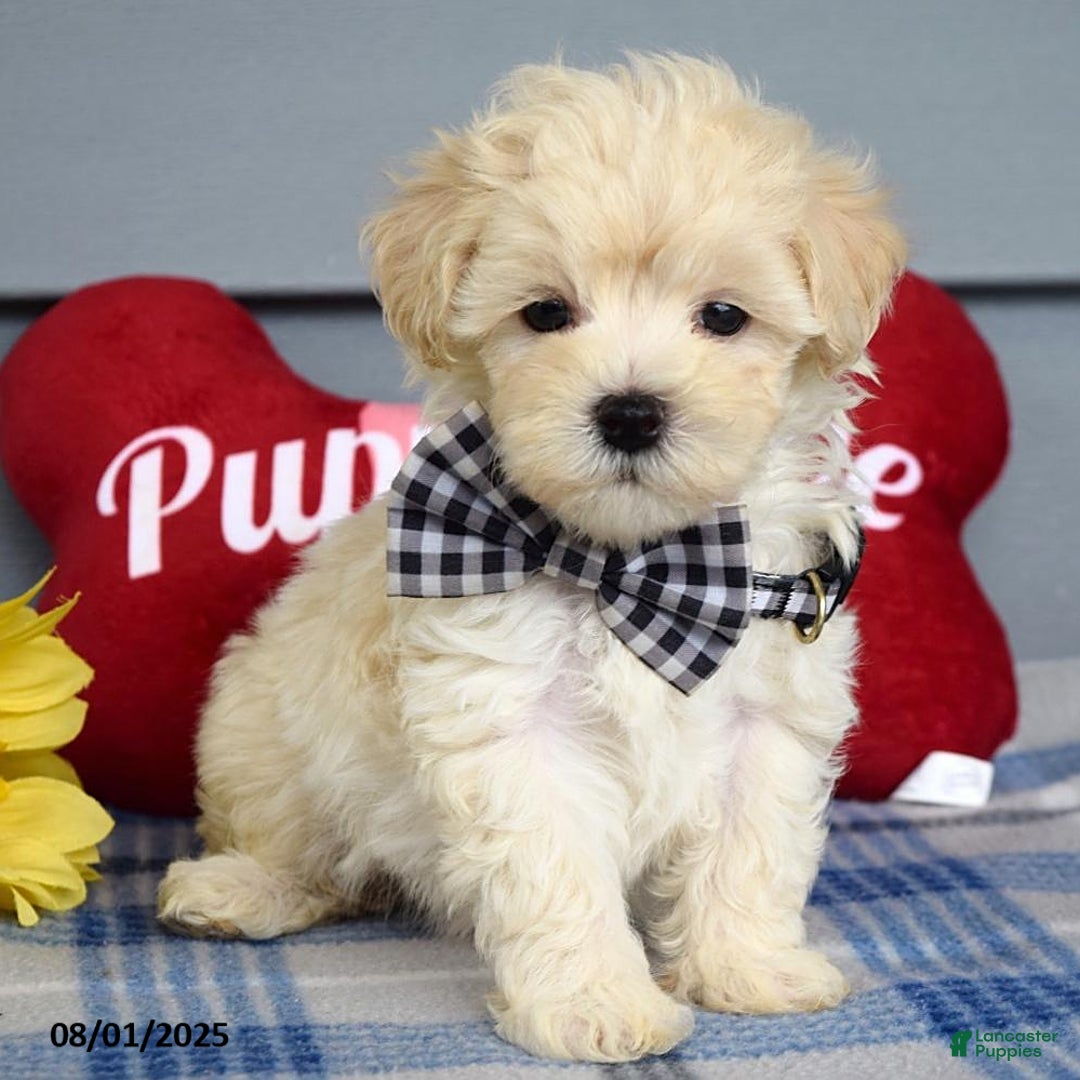 Maltipoo dogs for sale: Marly - Image 2