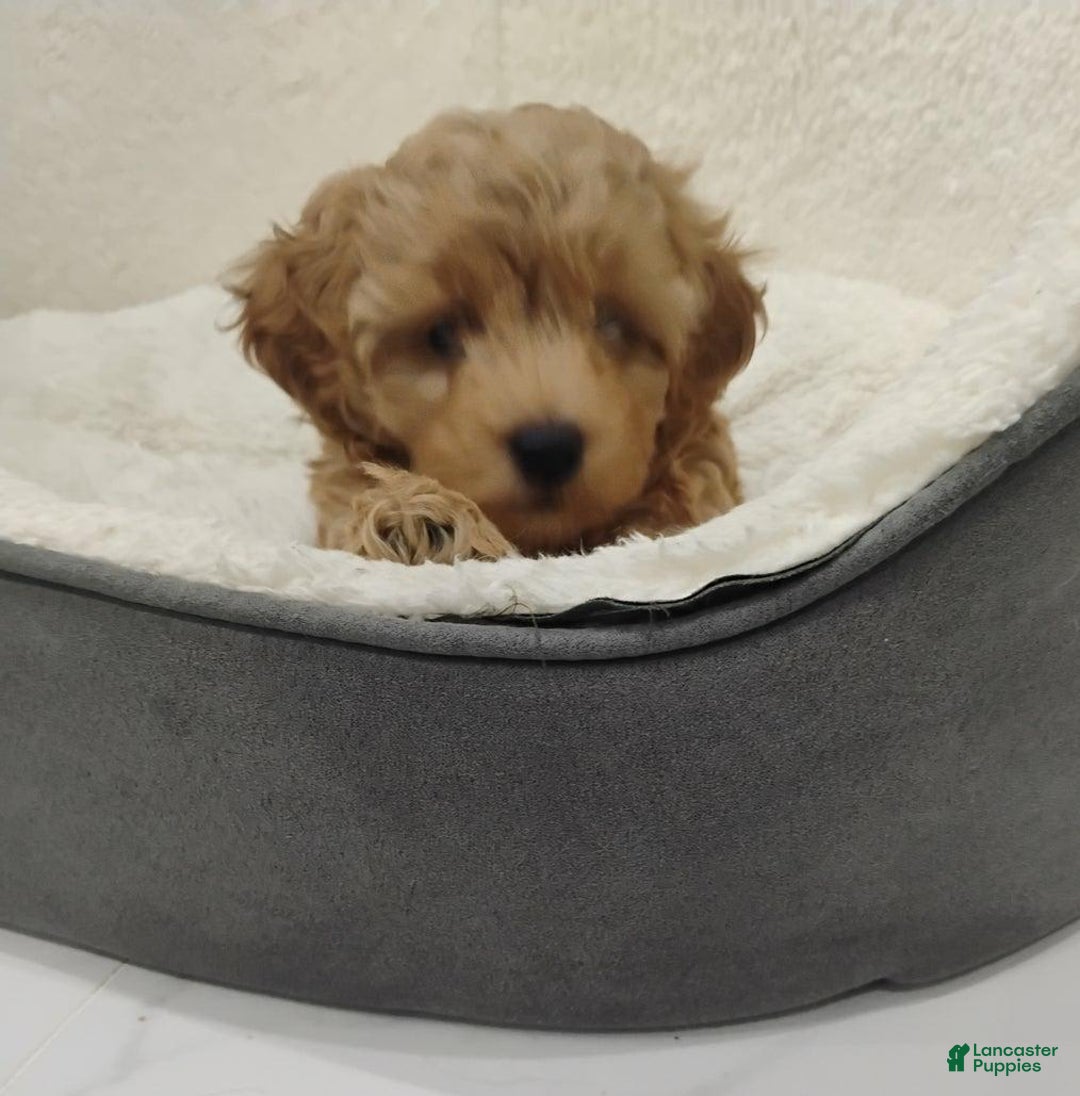 Maltipoo dogs for sale: Stacey - Image 4