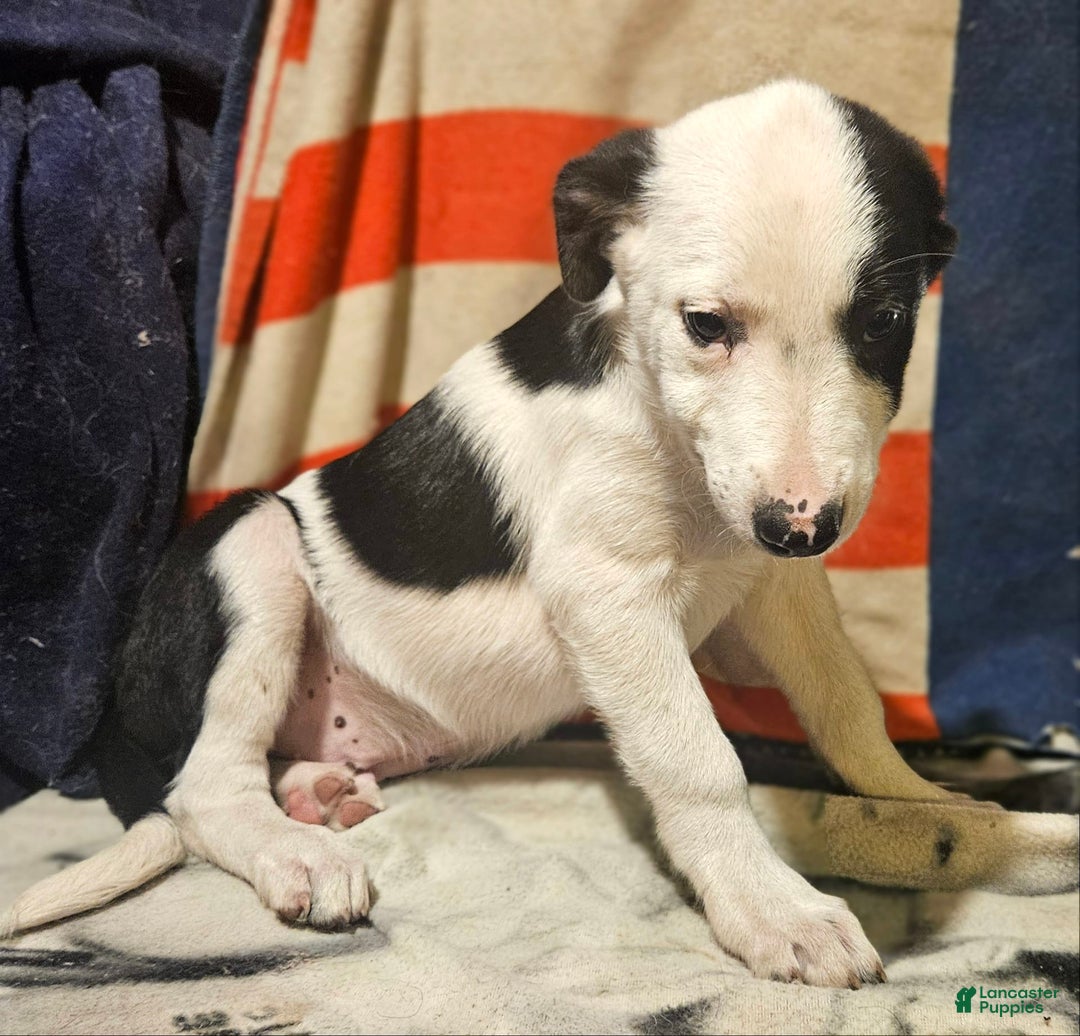 Border Collie dogs for sale: Justi - Image 9