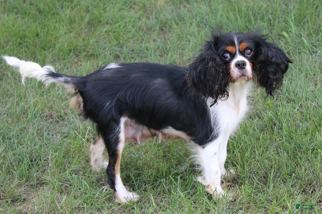 Cavalier King Charles Spaniel dogs for sale: Raven - Image 6