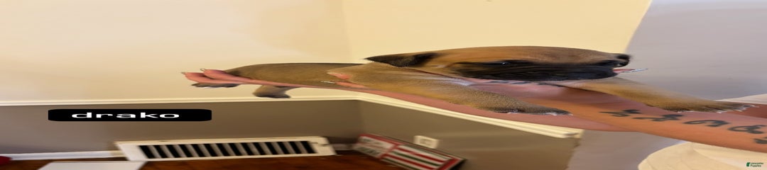 Drako