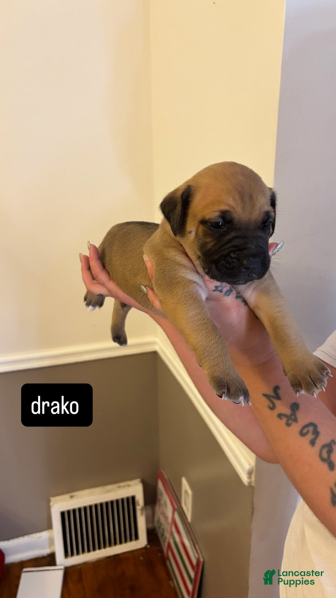 Cane Corso dogs for sale: Cane Corso 6 puppies - Image 12