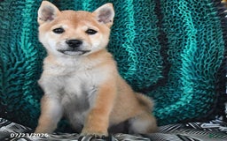 Shiba Inu dogs for sale: Jane - Image 5