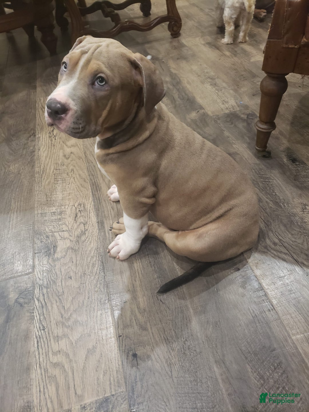 American Bully dogs for sale: Socks - Image 97