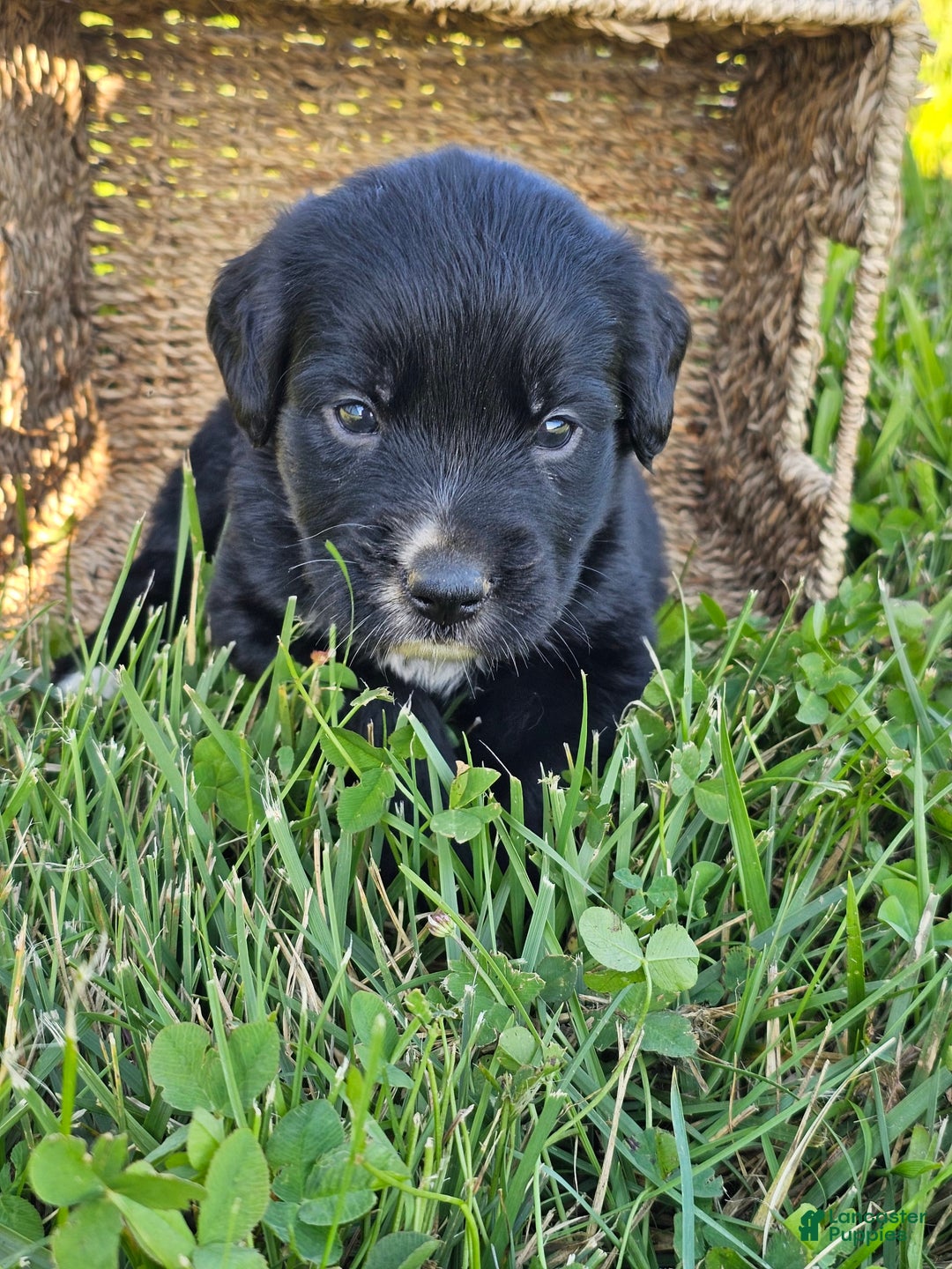 Bernese Mountain Dog dogs for sale: Bear - Image 2