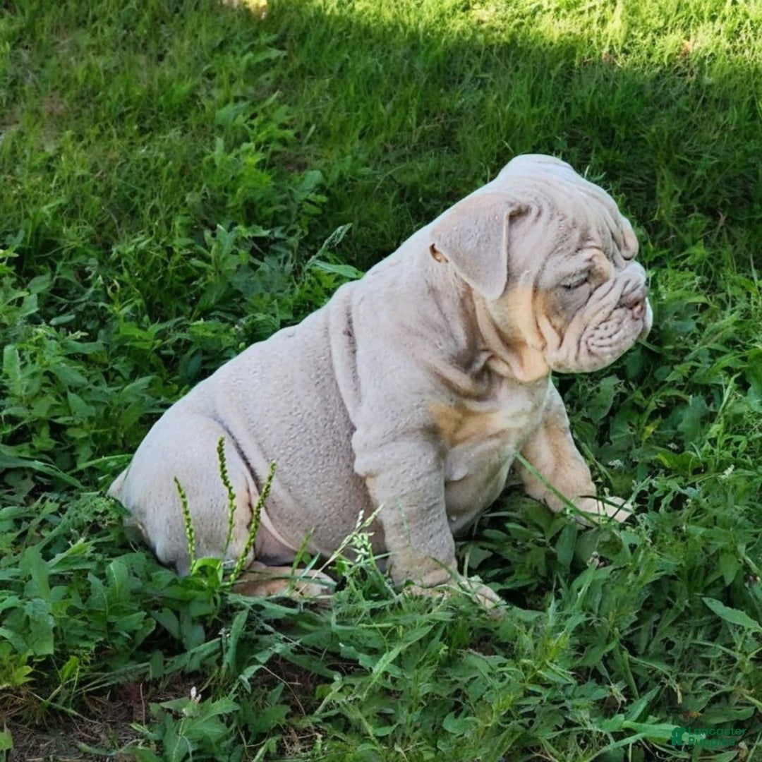 English Bulldog dogs for sale: Lyla - Image 15