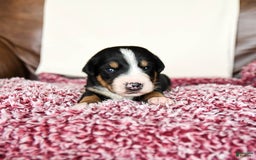 Greater Swiss Mountain Dog dogs for sale: Finn - Image 1