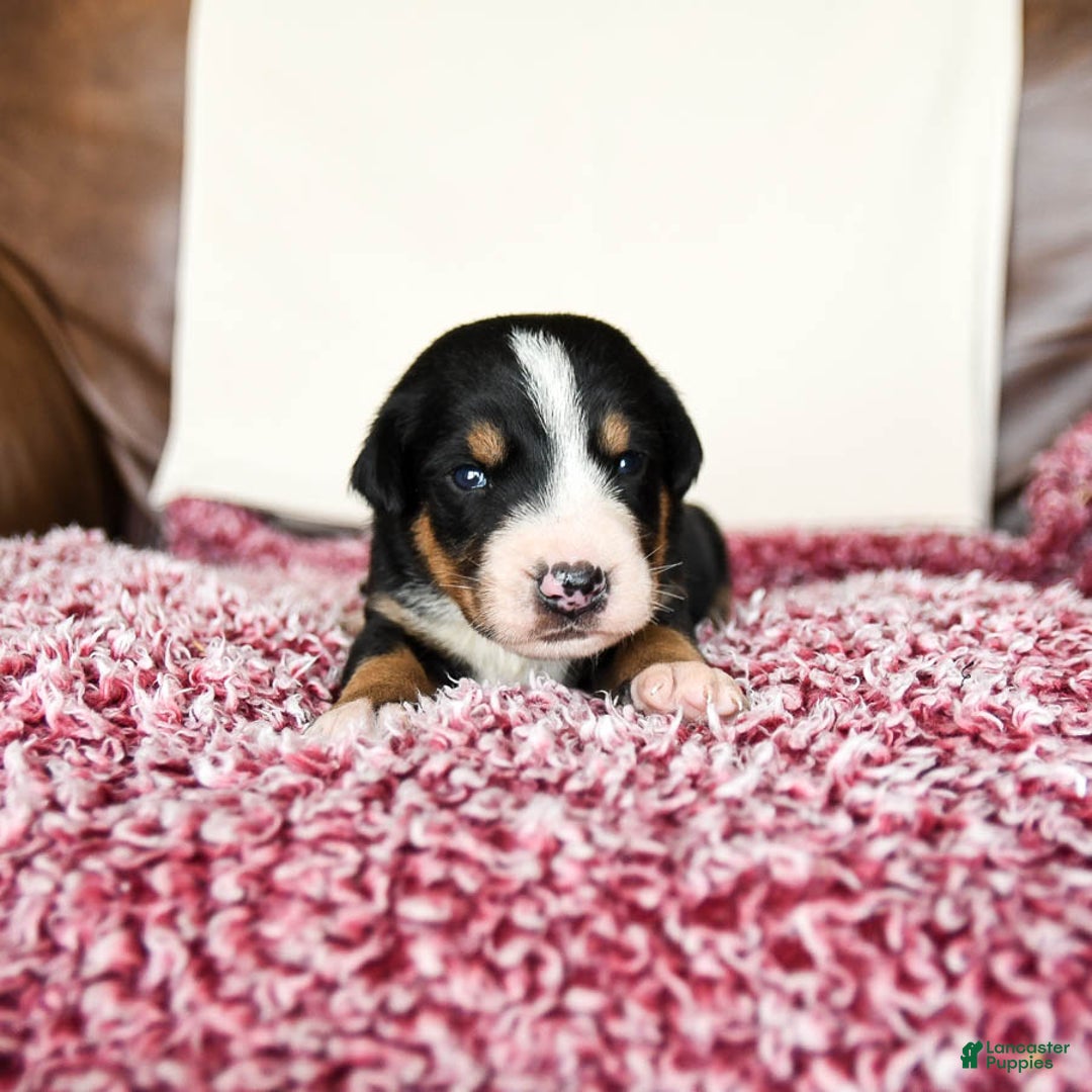 Greater Swiss Mountain Dog dogs for sale: Finn - Image 1