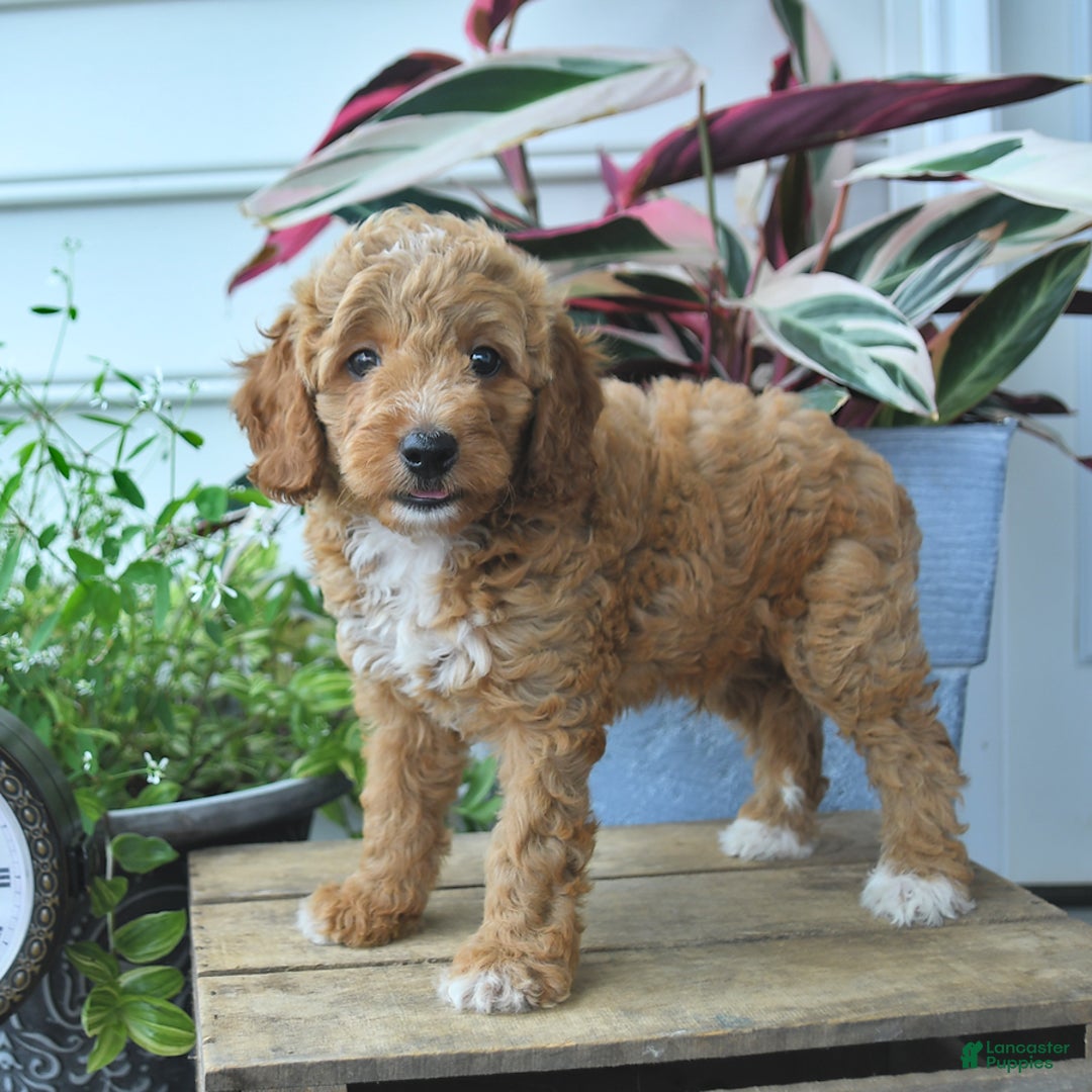Mini Goldendoodle dogs for sale: Parker - Image 5