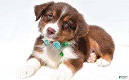 Australian Shepherd dogs for sale: Kody - Image 10