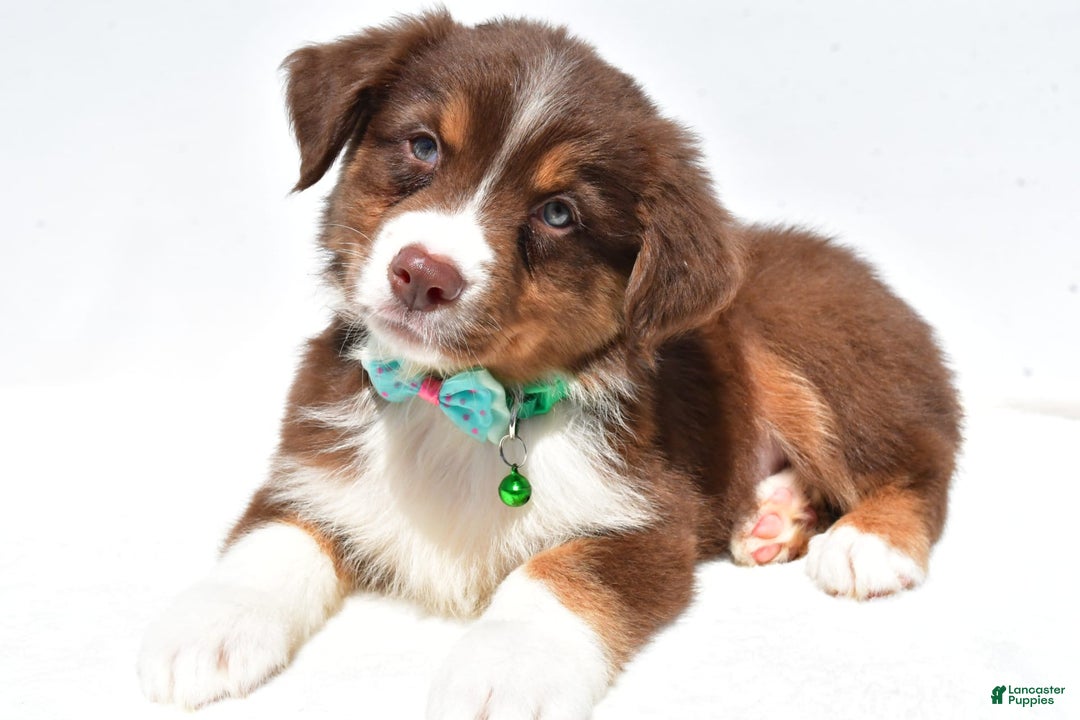 Australian Shepherd dogs for sale: Kody - Image 10